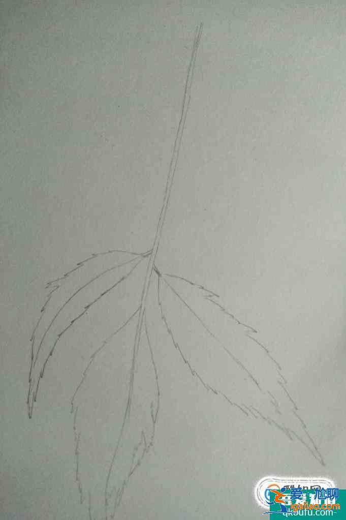 彩鉛畫葉子畫法？
