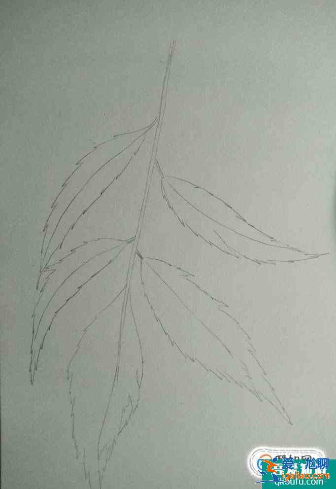 彩鉛畫葉子畫法？