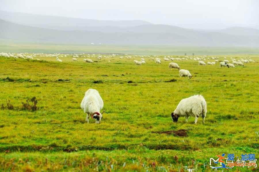 人少景美的青海湖,讓你的旅行獨一無二? 人少景美的青海湖,讓你的旅行獨一無二?