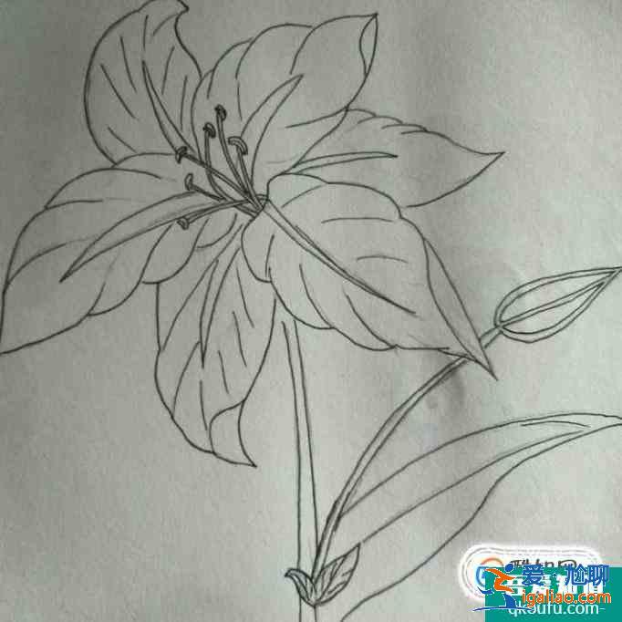 簡(jiǎn)約小百合花怎么畫好看？