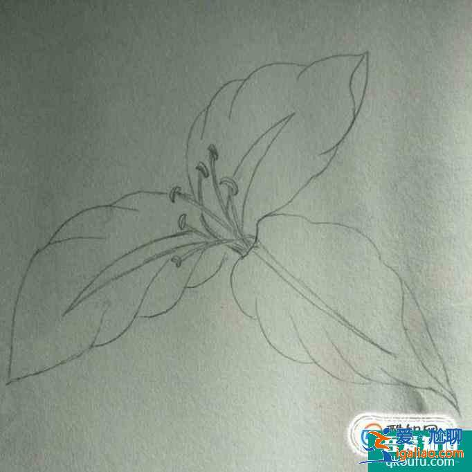 簡(jiǎn)約小百合花怎么畫好看？