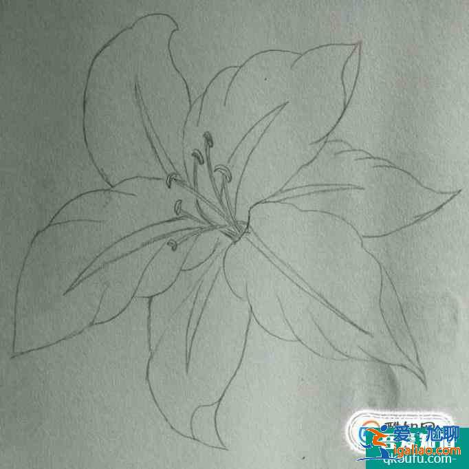 簡(jiǎn)約小百合花怎么畫好看？