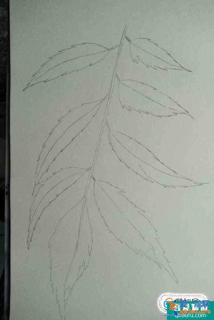 彩鉛畫葉子畫法？