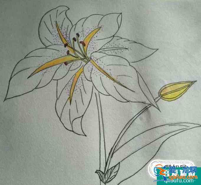 簡(jiǎn)約小百合花怎么畫好看？