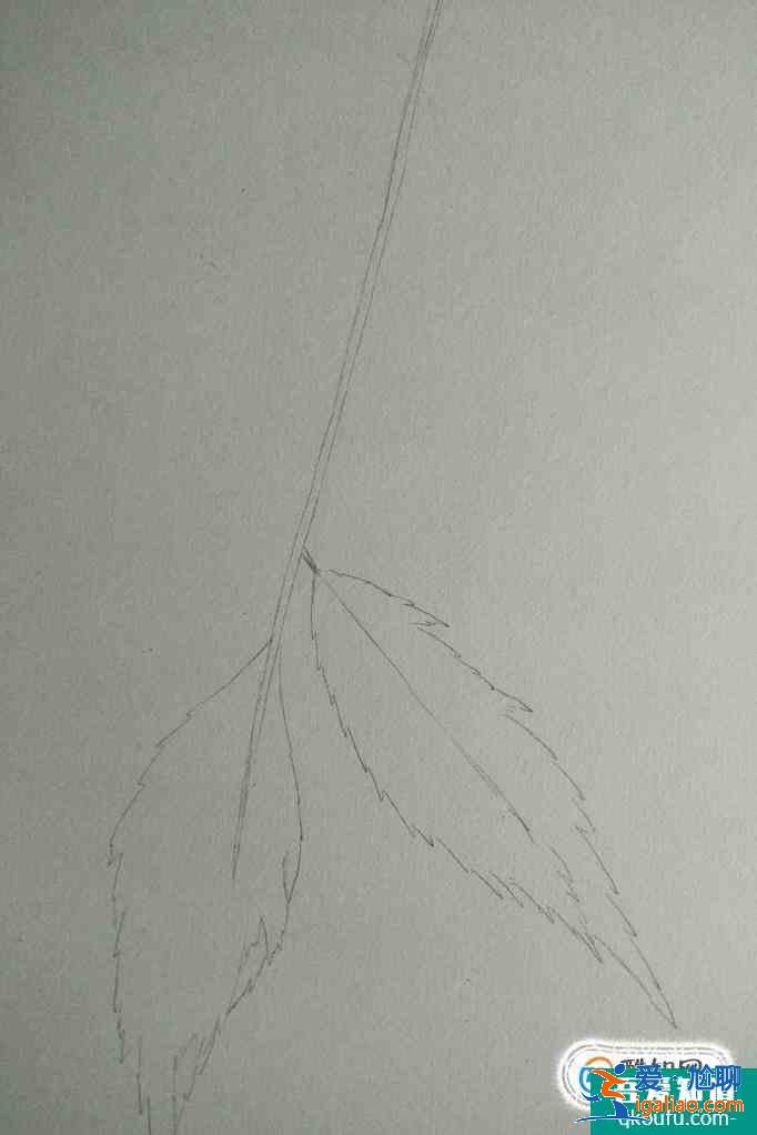 彩鉛畫葉子畫法？