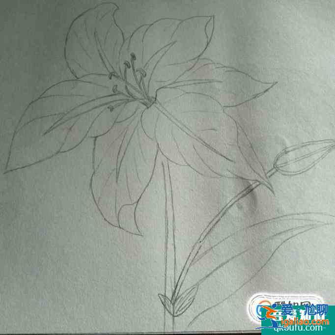 簡(jiǎn)約小百合花怎么畫好看？