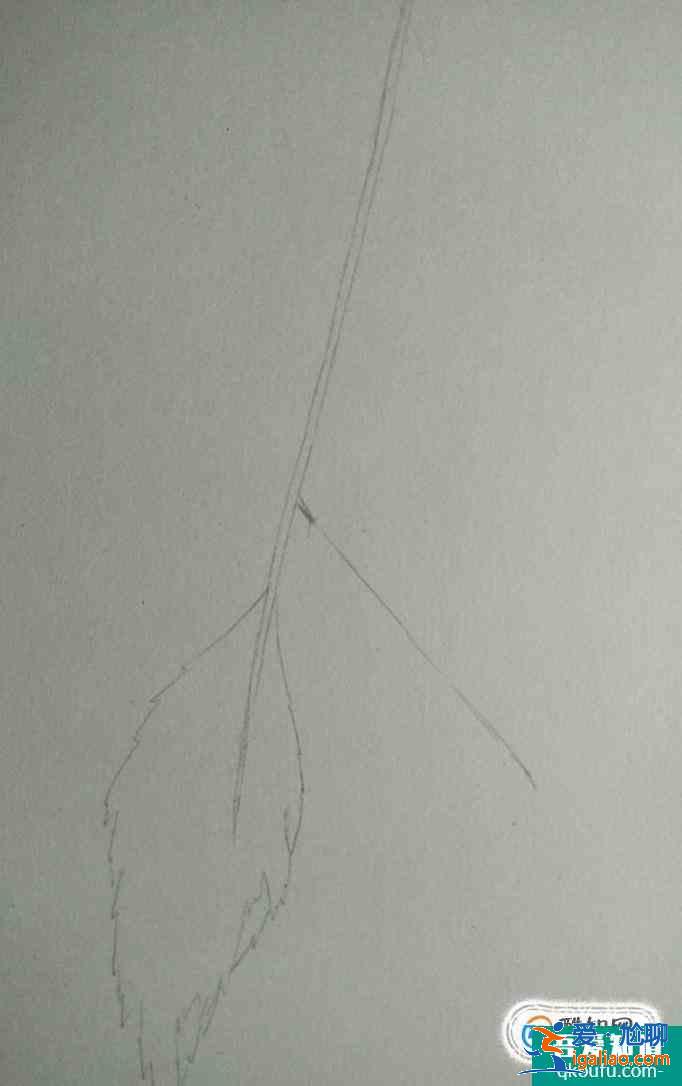 彩鉛畫葉子畫法？