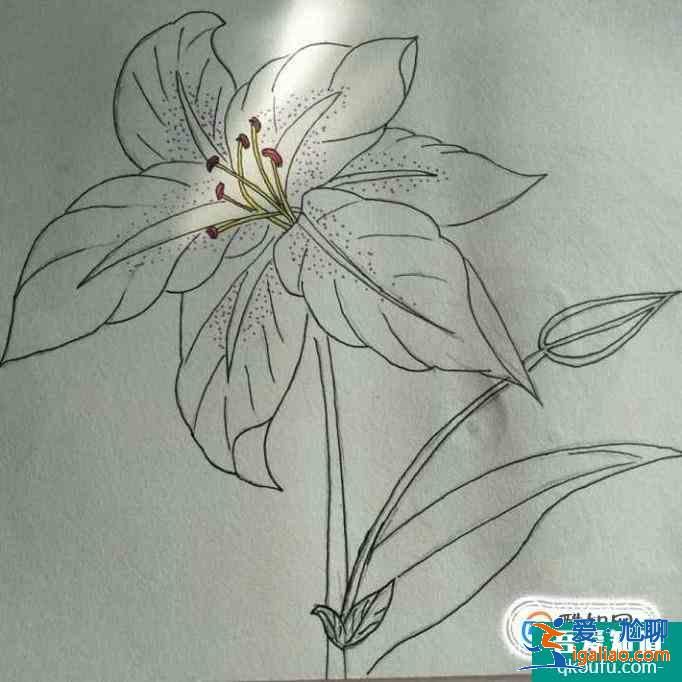 簡(jiǎn)約小百合花怎么畫好看？