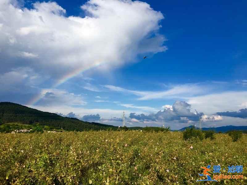 盤點全球最美賞花圣地，全世界最美賞花地推薦？