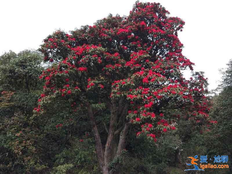 去昆明哪里賞花？昆明賞花哪里好？昆明賞花勝地盤點？