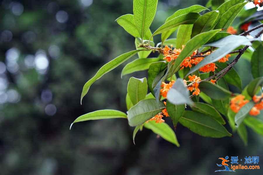 成都周末踏青好去處，成都周末踏青推薦，成都周末踏青攻略？