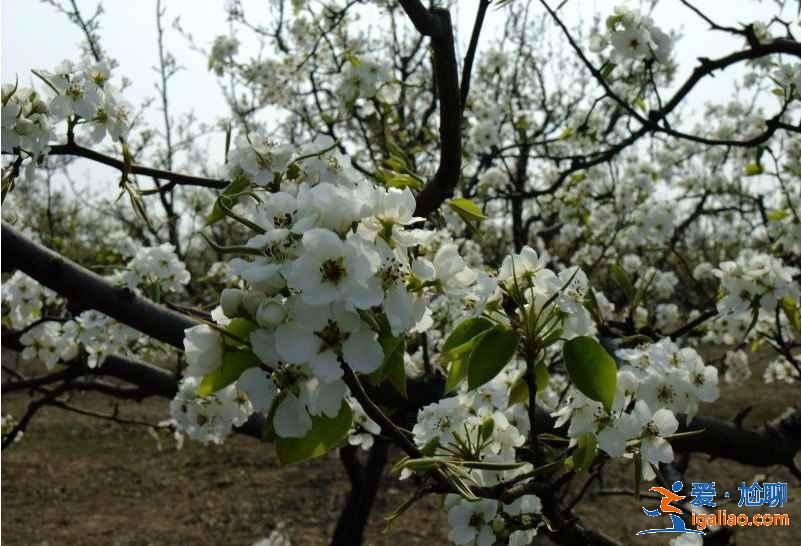 【北京賞花時間+地點】3? 【北京賞花時間+地點】3?