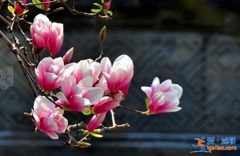 【北京賞花時間+地點】3? 【北京賞花時間+地點】3?