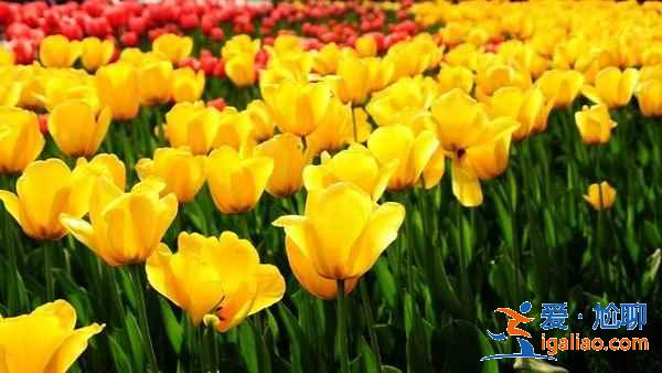 【北京賞花時間+地點】3? 【北京賞花時間+地點】3?