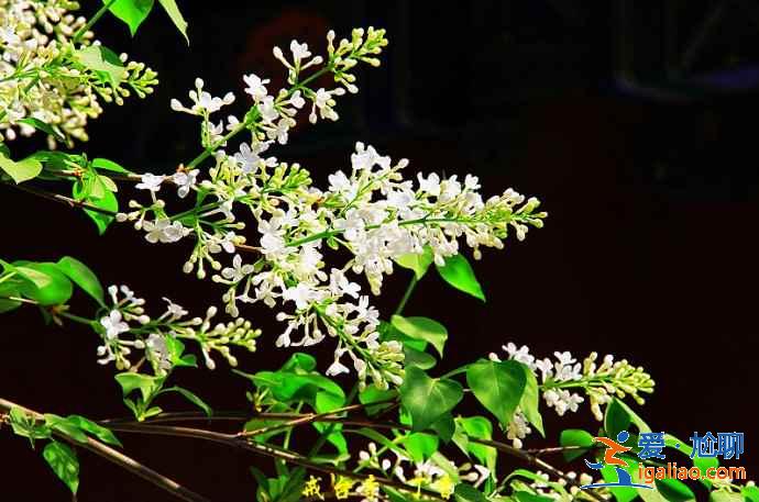 【北京賞花時間+地點】3? 【北京賞花時間+地點】3?