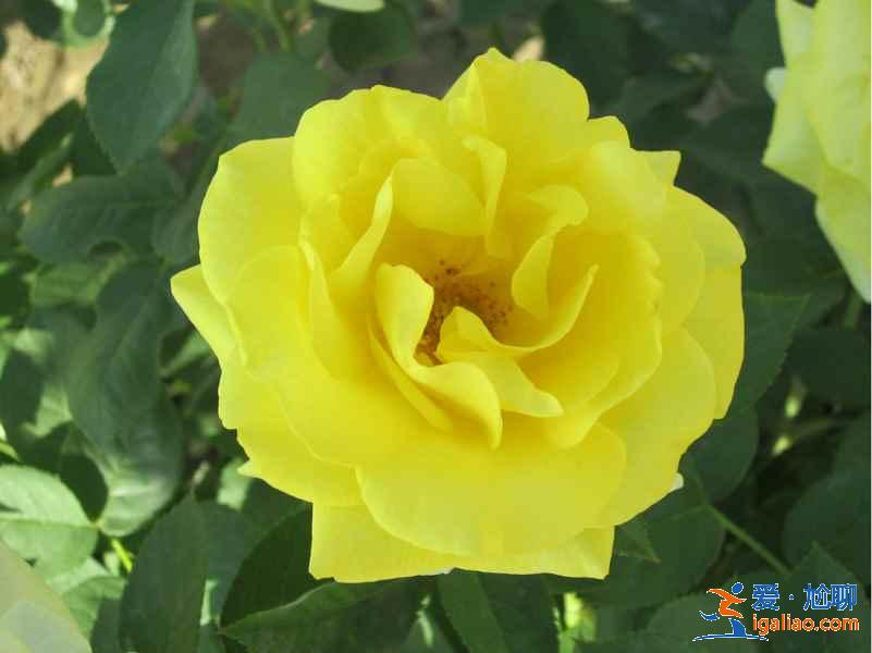 【北京賞花時間+地點】3? 【北京賞花時間+地點】3?