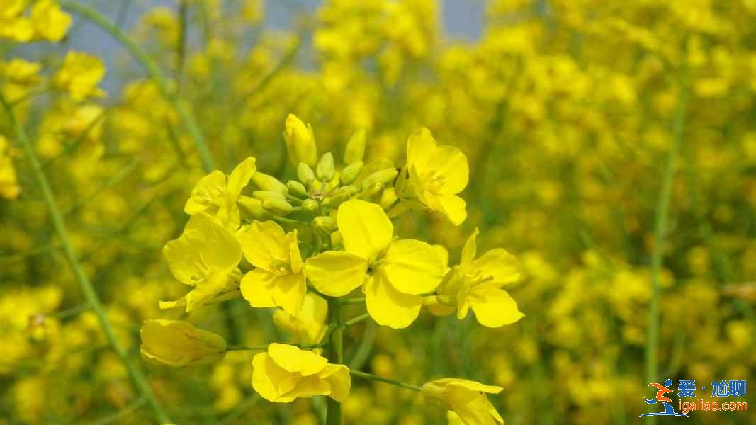 重慶周末賞花攻略，重慶周末賞花好去處，重慶賞花推薦？