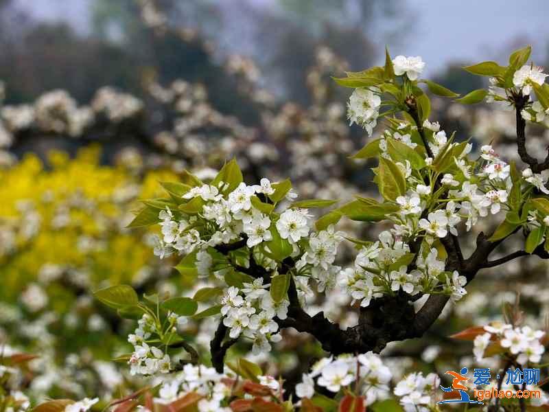 重慶周末賞花攻略，重慶周末賞花好去處，重慶賞花推薦？