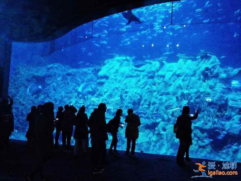 香港海洋公園怎么玩？香港海洋公園游玩攻略，香港海洋公園游玩指南？？