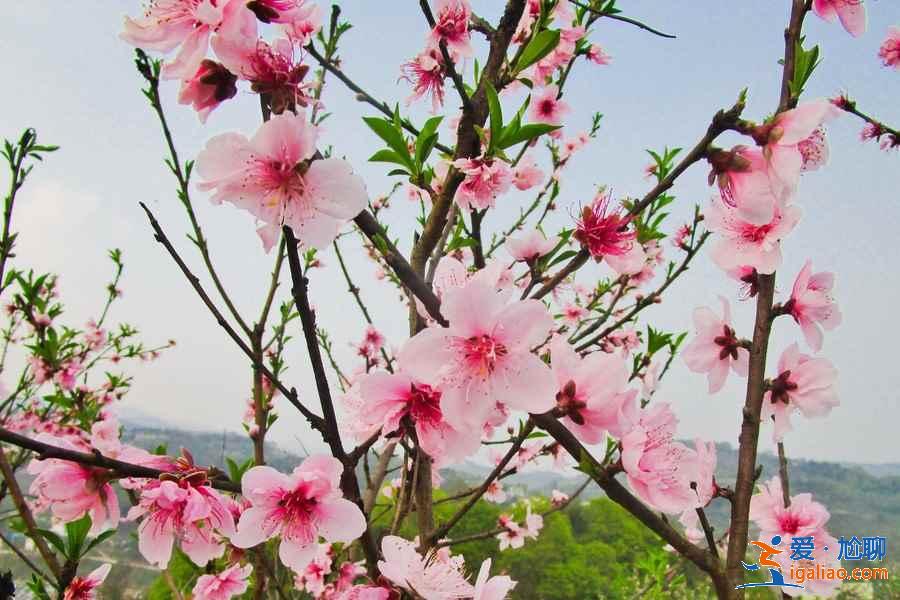 重慶周末賞花攻略，重慶周末賞花好去處，重慶賞花推薦？