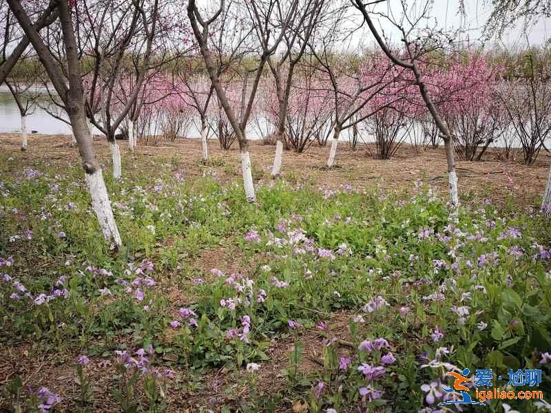 天津踏青好去處，天津踏青游玩推薦，天津踏青攻略？