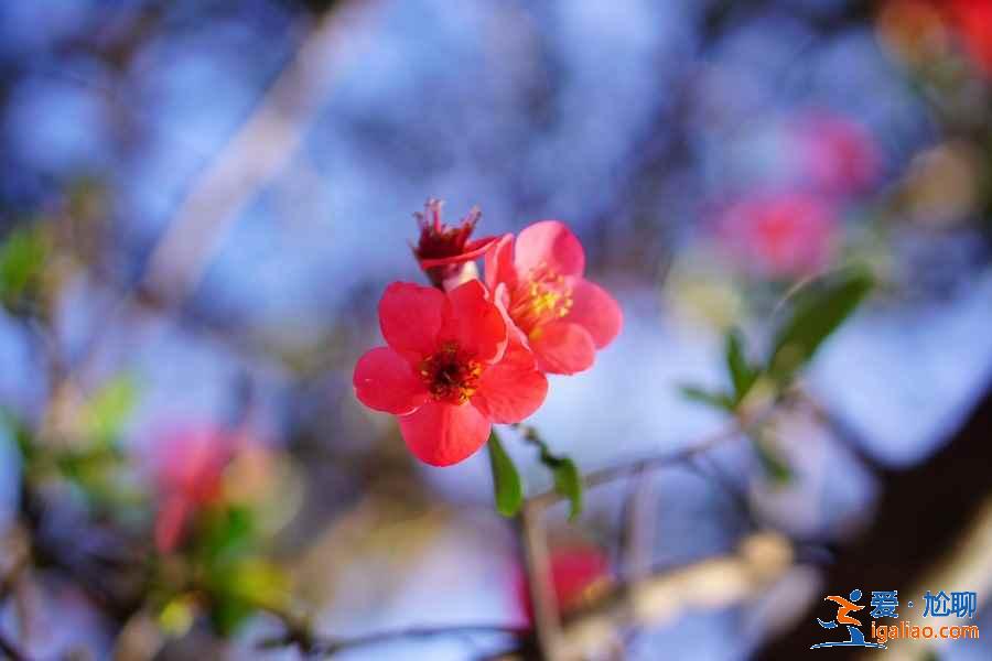 大理春天去哪里賞花，大理春天賞花好去處，大理春天賞花攻略？