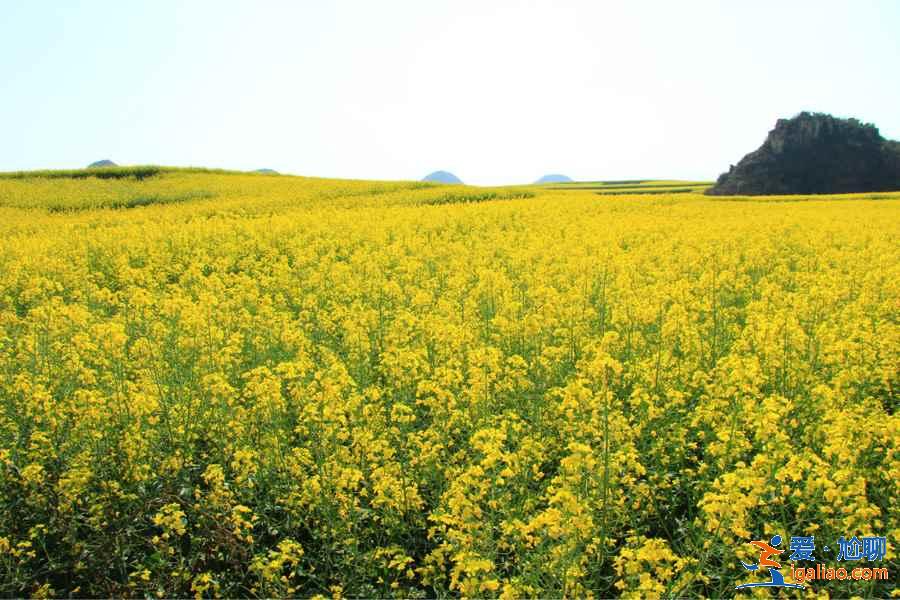 大理春天去哪里賞花，大理春天賞花好去處，大理春天賞花攻略？