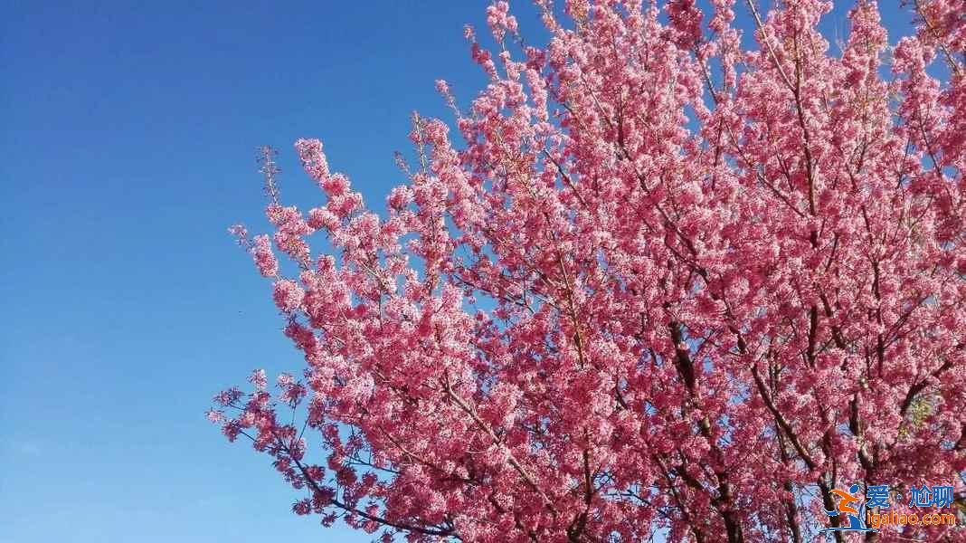大理春天去哪里賞花，大理春天賞花好去處，大理春天賞花攻略？