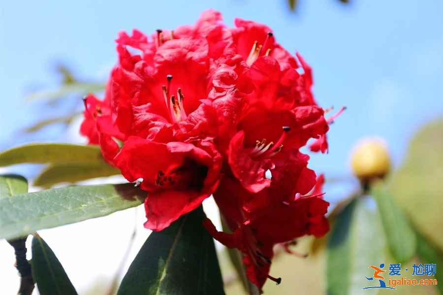 大理春天去哪里賞花，大理春天賞花好去處，大理春天賞花攻略？