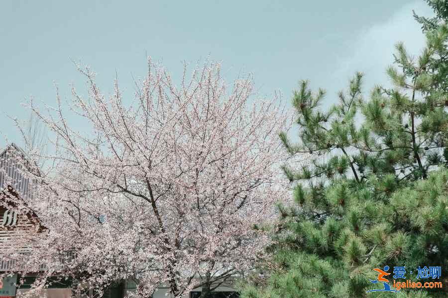 西寧熱門景點有哪些，西寧熱門景點值得去嗎，西寧熱門景點攻略？