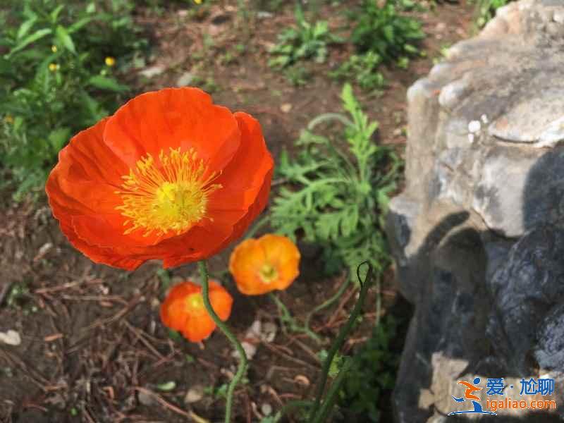 北京周末賞花好去處，北京周末賞花攻略，北京去哪兒賞花？