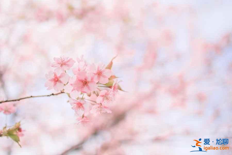 2019年東京賞櫻去哪好,2019年東京賞櫻地點(diǎn)推薦,2019年東京賞櫻攻略? 2019年東京賞櫻去哪好,2019年東京賞櫻地點(diǎn)推薦,2019年東京賞櫻攻略?