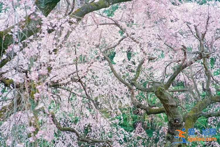 2019年東京賞櫻去哪好,2019年東京賞櫻地點(diǎn)推薦,2019年東京賞櫻攻略? 2019年東京賞櫻去哪好,2019年東京賞櫻地點(diǎn)推薦,2019年東京賞櫻攻略?