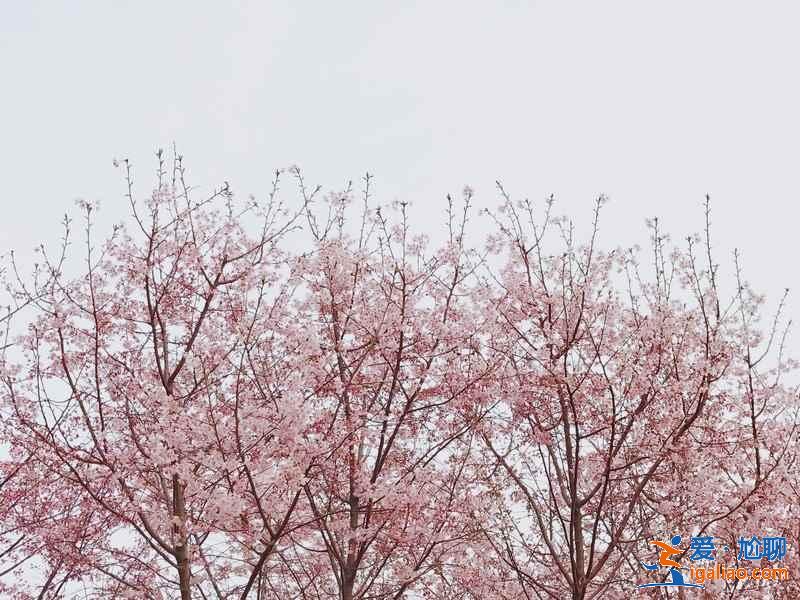 北京周末賞花好去處，北京周末賞花攻略，北京去哪兒賞花？