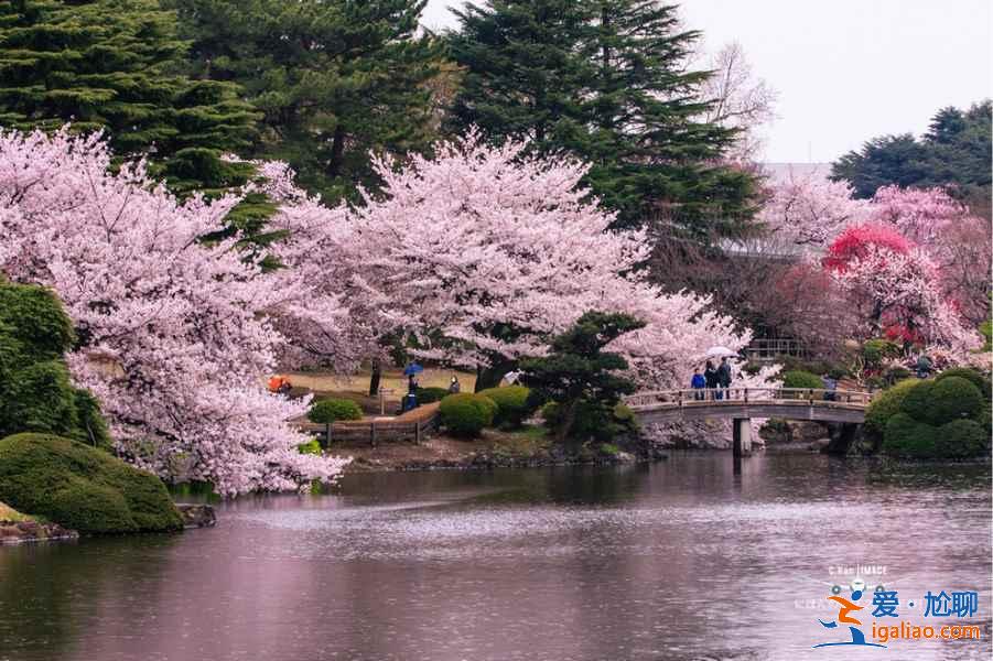 2019年東京賞櫻去哪好,2019年東京賞櫻地點(diǎn)推薦,2019年東京賞櫻攻略? 2019年東京賞櫻去哪好,2019年東京賞櫻地點(diǎn)推薦,2019年東京賞櫻攻略?