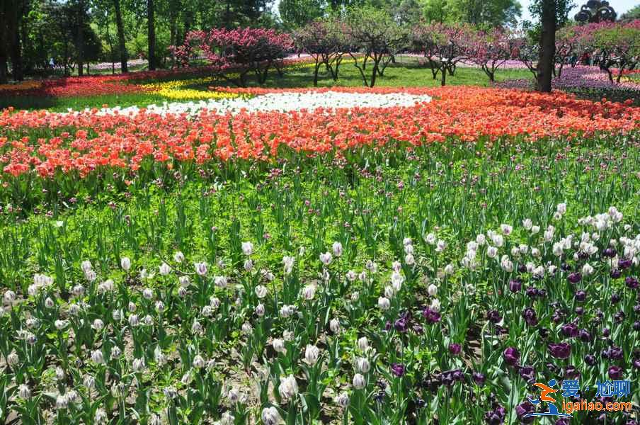 北京周末賞花好去處，北京周末賞花攻略，北京去哪兒賞花？
