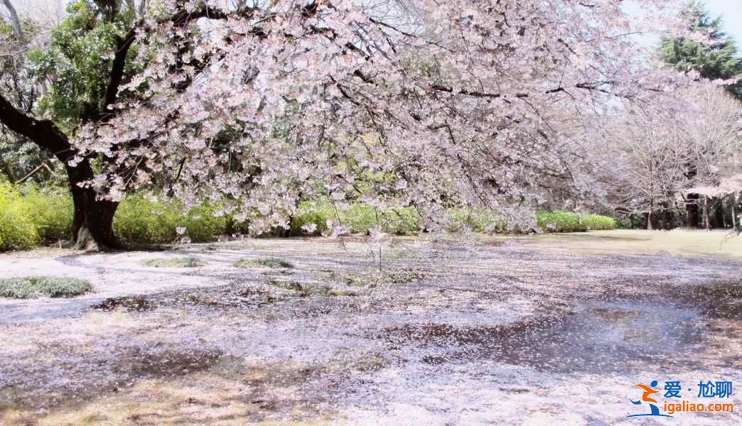 2019年東京賞櫻小貼士，2019年東京賞櫻指南？