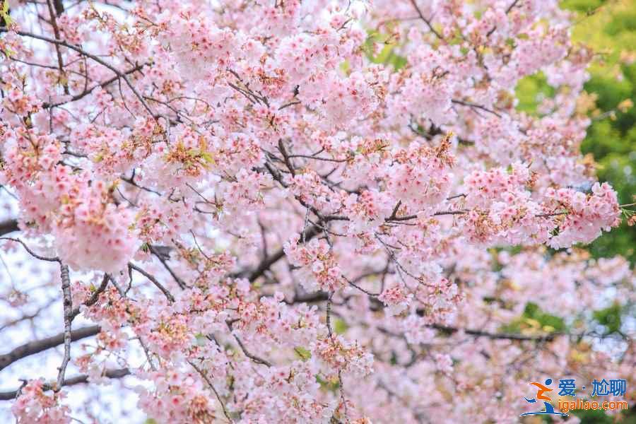 2019年東京賞櫻小貼士，2019年東京賞櫻指南？