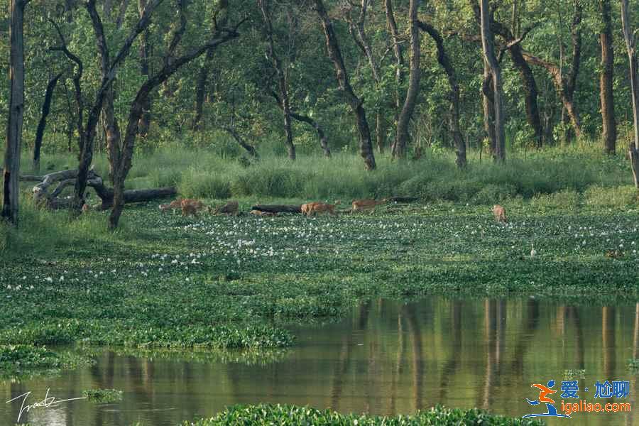尼泊爾七日游怎么玩,尼泊爾七天自由行攻略,尼泊爾七日游路線推薦? 尼泊爾七日游怎么玩,尼泊爾七天自由行攻略,尼泊爾七日游路線推薦?