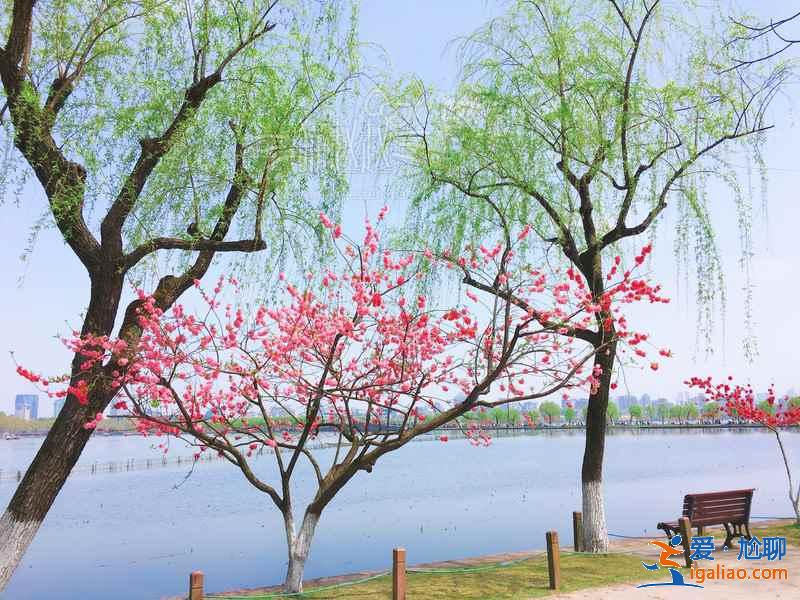 杭州哪里適合和閨蜜賞花，和閨蜜去杭州哪里賞花，杭州賞花好去處？