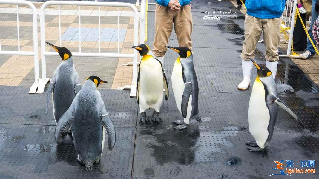 大阪親子游游玩攻略,大阪親子游去哪兒玩,大阪親子游絕佳去處? 大阪親子游游玩攻略,大阪親子游去哪兒玩,大阪親子游絕佳去處?