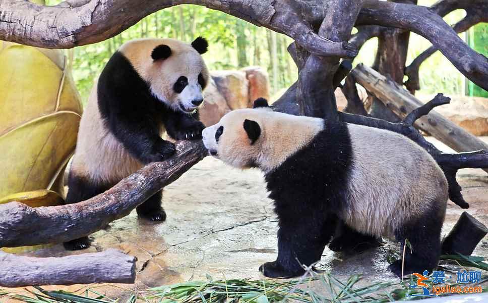 廣州長隆旅游度假區(qū)親子游攻略、帶孩子去廣州長隆旅游度假區(qū)怎么玩？