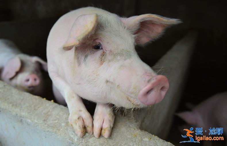 豬價(jià)持續(xù)上漲后走勢(shì)怎樣，養(yǎng)豬的人趕緊看看！[豬肉多少錢一斤]？