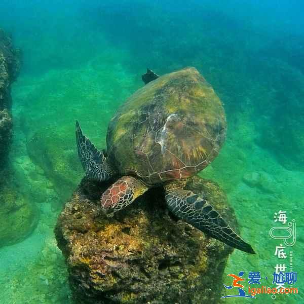 臺灣哪里潛水好，臺灣去哪兒玩潛水，臺灣浮潛潛水攻略？