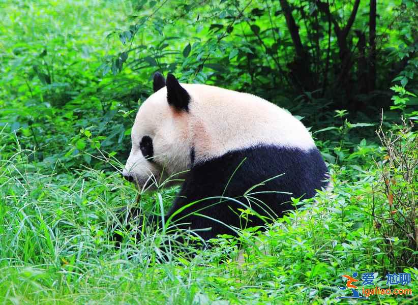 成都六日游景點推薦，成都六日游游玩攻略，成都六日游游玩路線？