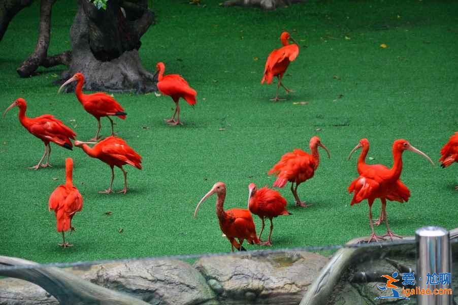 廣州長隆野生動物園游玩全攻略，去廣州長隆野生動物園怎么玩，去廣州長隆野生動物園怎么安排？