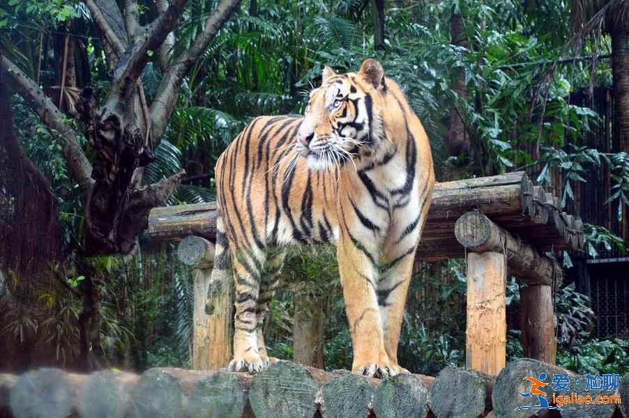 廣州長隆野生動物園游玩全攻略，去廣州長隆野生動物園怎么玩，去廣州長隆野生動物園怎么安排？