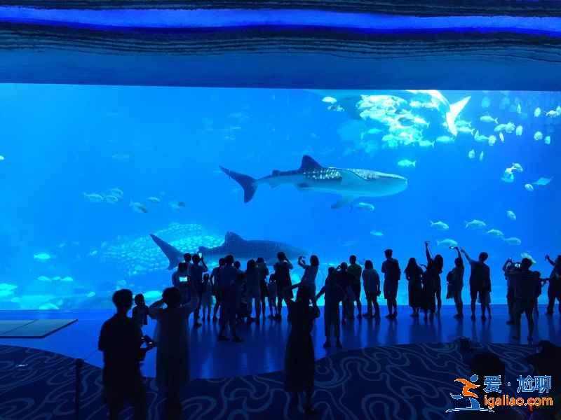 珠海長隆鯨鯊館夜宿攻略，珠海長隆鯨鯊館夜宿需要注意什么？
