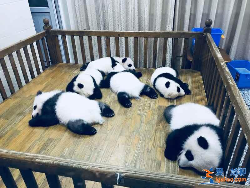 成都適合情侶游玩的景點,成都情侶游景點推薦,成都情侶游玩攻略? 成都適合情侶游玩的景點,成都情侶游景點推薦,成都情侶游玩攻略?