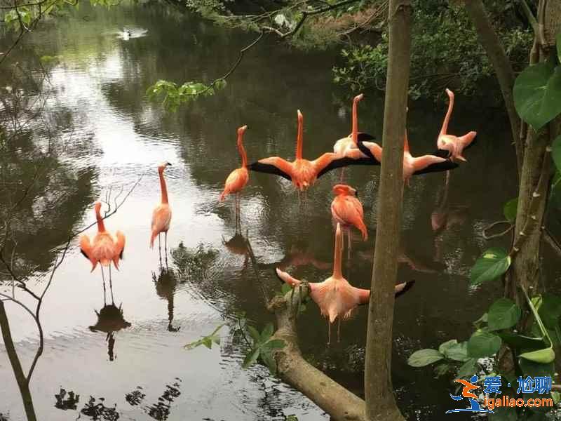 沖繩三日游怎么玩,沖繩三日游去哪里,沖繩三日游攻略? 沖繩三日游怎么玩,沖繩三日游去哪里,沖繩三日游攻略?